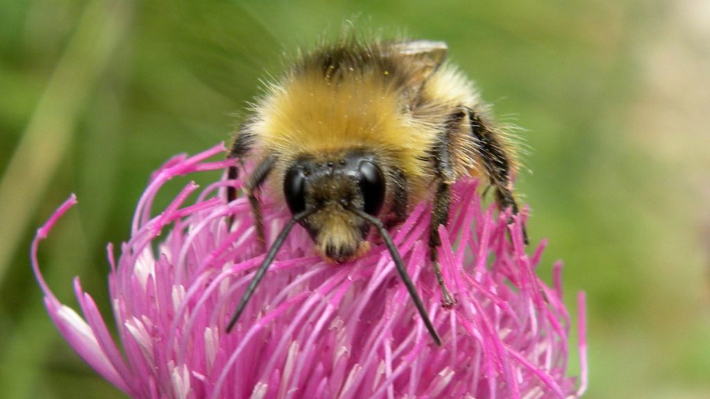 Bombus o Psithyrus? Forse maschio di B. pratorum